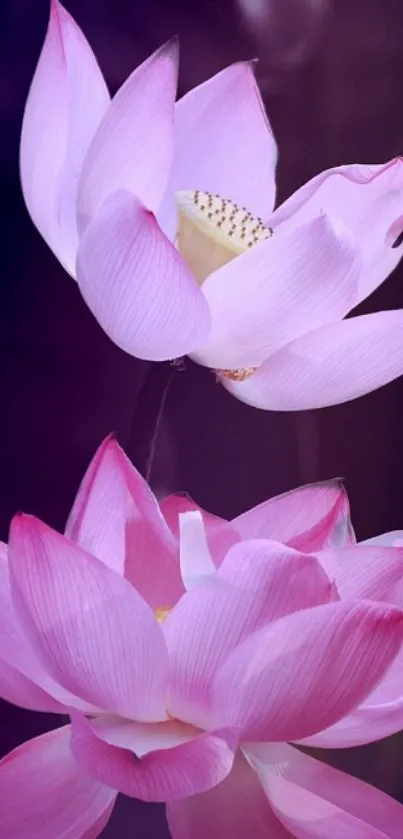 Elegant pink lotus blossoms on a serene background.