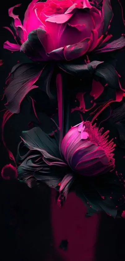 Vibrant magenta lotus flowers with dark background.