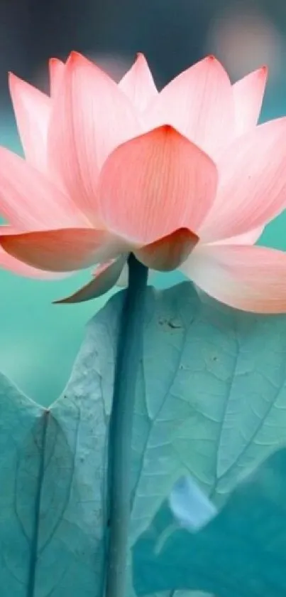 Elegant lotus flower with pink petals and aquatic green background.