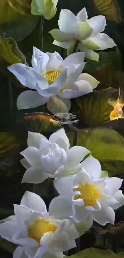 Mobile wallpaper featuring white lotus flowers with leaves.