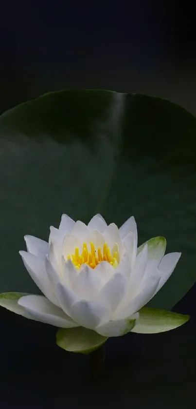 A serene white lotus flower against a dark green leaf background.