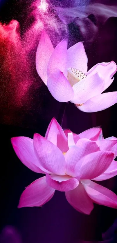 Beautiful pink lotus flowers on a dark background, creating a serene wallpaper.