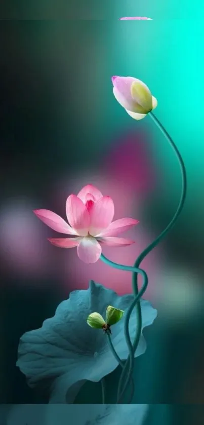 Elegant pink lotus flower on teal background wallpaper.