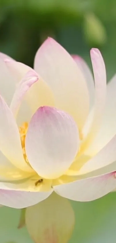 Soft pink and white lotus flower with lush green background.