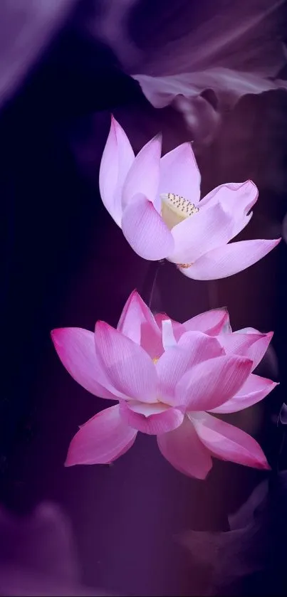 Elegant pink lotus flowers with deep purple backdrop.