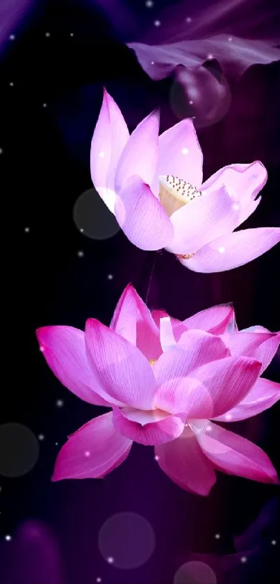 Elegant purple lotus flower wallpaper.