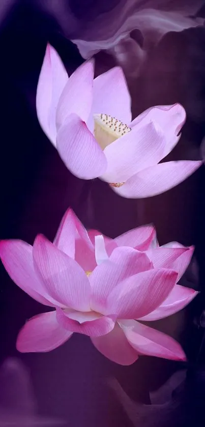 Elegant pink lotus flowers on a dark background wallpaper.