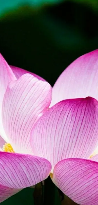 Vibrant pink lotus flower with green background.