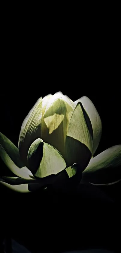 Serene lotus flower against a dark background, minimalist mobile wallpaper.