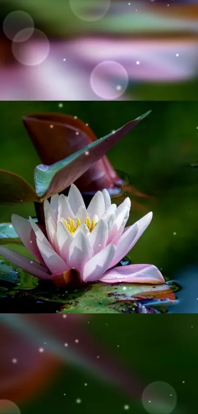 Lotus flower on calm water with bokeh effect in shades of green and pink.