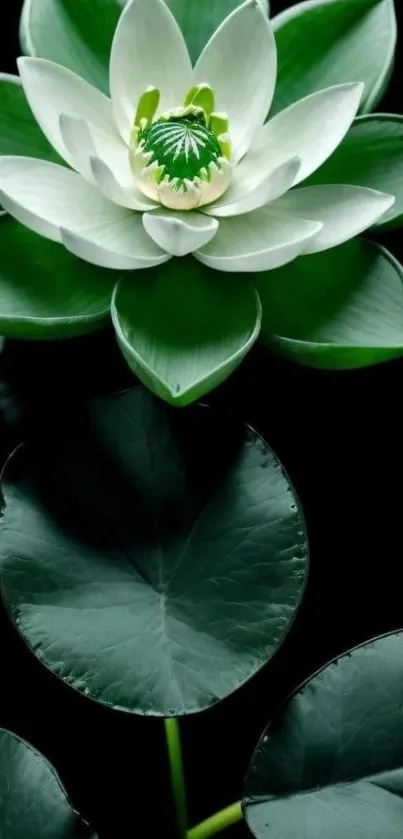 Elegant green lotus flower and leaf mobile wallpaper.