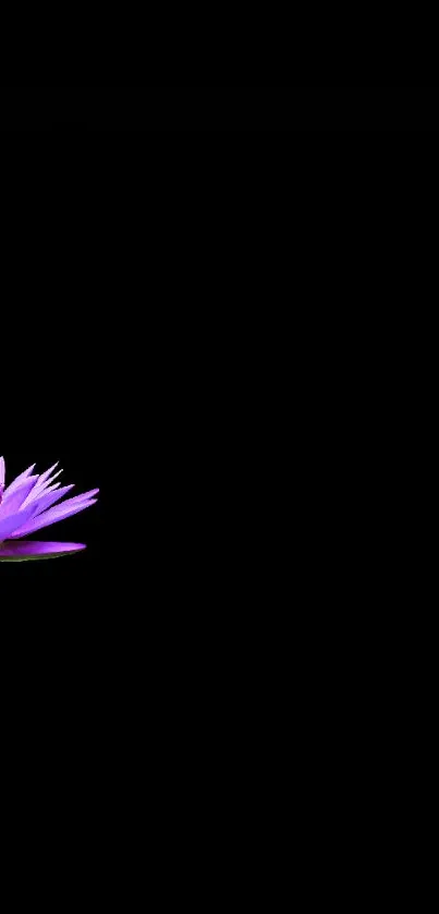 Purple lotus against deep black background.