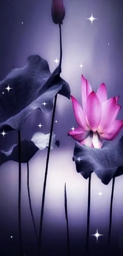 Vibrant pink lotus on dark background wallpaper.