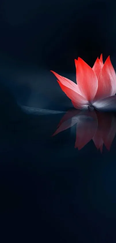 Elegant red lotus flower floating on dark water with reflection.