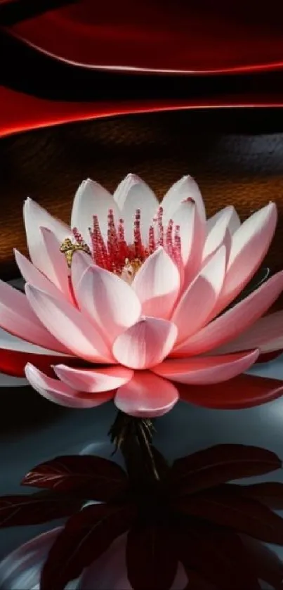 Pink lotus flower reflecting on dark water with warm tones.