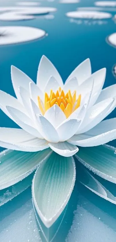 Elegant white lotus floating on tranquil water.