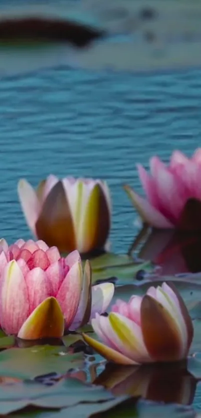 Pink lotus flowers on tranquil water surface.