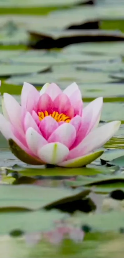 Pink lotus flower on a calm pond surface.