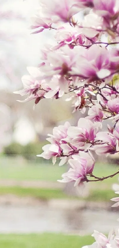 Pink magnolia blossoms with a soft focus background.