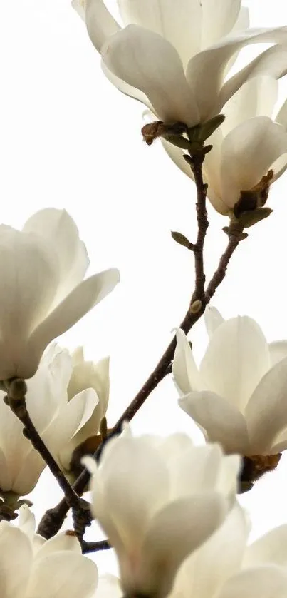 Elegant ivory magnolia flowers against a white background.