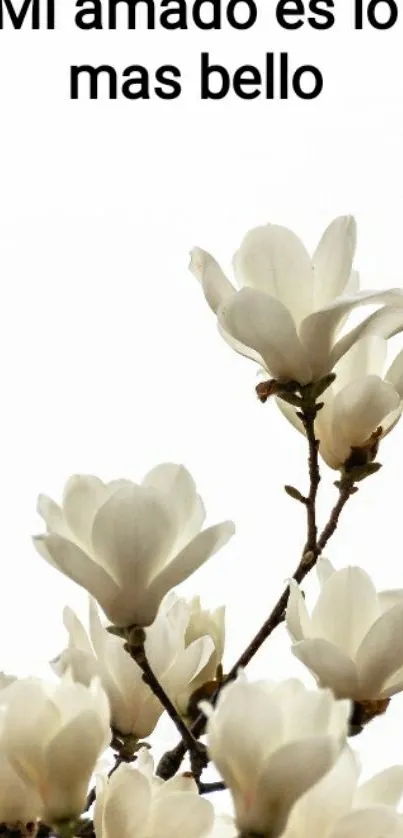 Mobile wallpaper with elegant white magnolia flowers on branches.