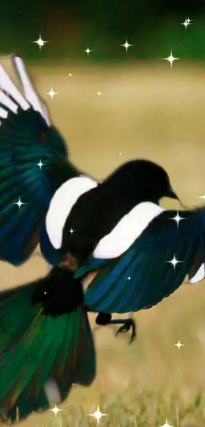 Graceful magpie in mid-flight with vibrant wings.