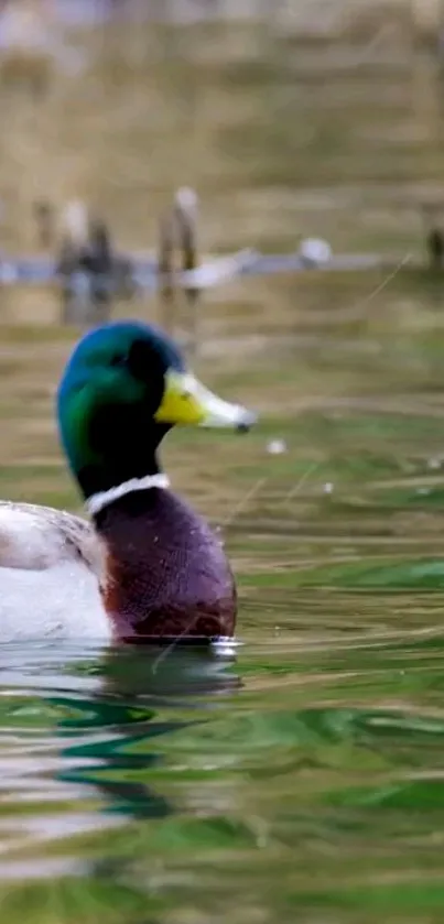 Mallard duck gliding on calm green water in serene nature setting.