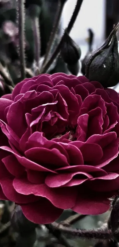 Close-up of a vibrant maroon rose with detailed petals.