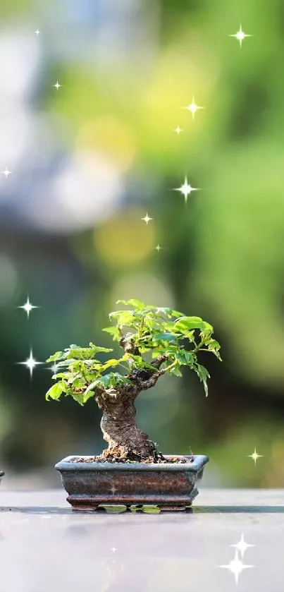 Elegant row of miniature bonsai trees in a serene outdoor setting.