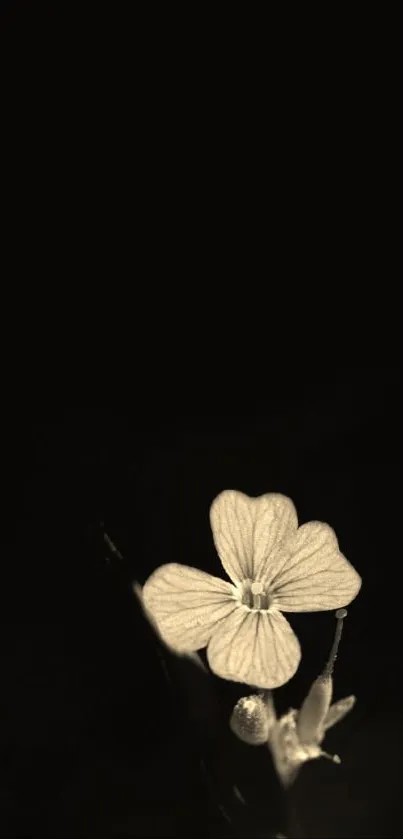 Minimalist floral wallpaper with a single flower against a dark background.