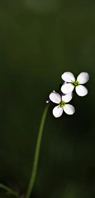 Delicate white flowers against a dark green background on mobile wallpaper.