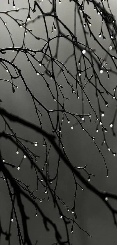 Minimalist grey wallpaper with branches and rain droplets