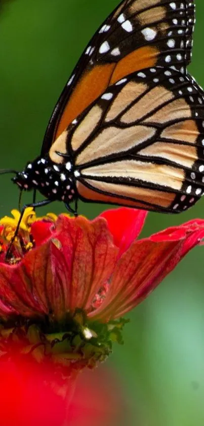 Monarch butterfly on a vibrant red flower against a green background.