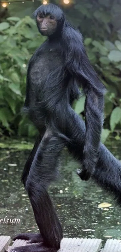 Sleek black-furred monkey in lush green forest scenery.