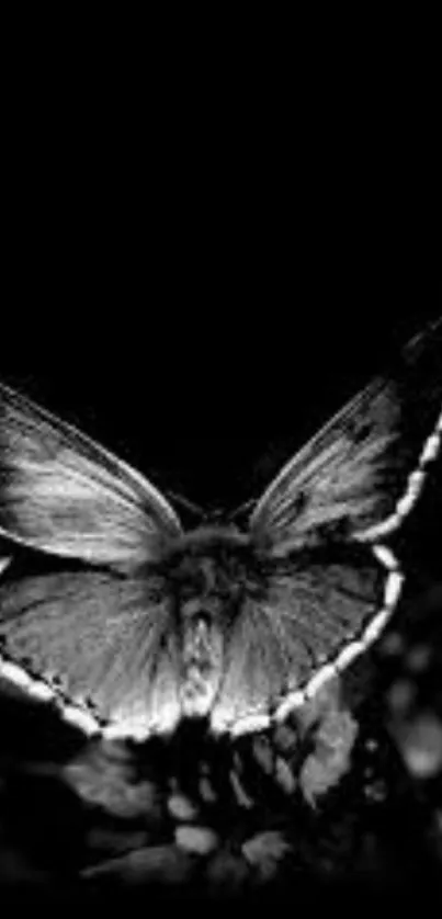 Monochrome butterfly with elegant details and dark background.