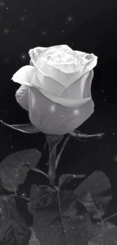 Black and white rose wallpaper for mobile.