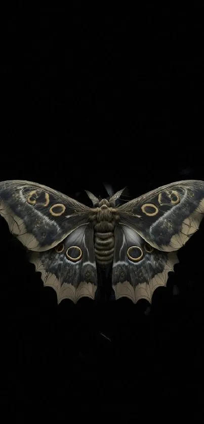 Detailed moth on a black background mobile wallpaper.