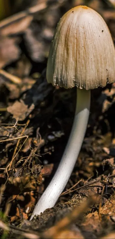 Elegant mushroom amidst earthy background on mobile wallpaper.