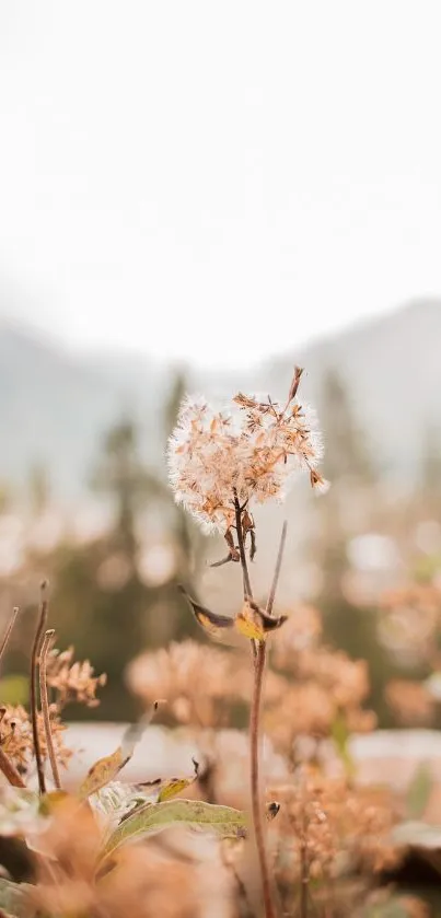 Elegant white blossoms with blurred natural background, creating a serene wallpaper.