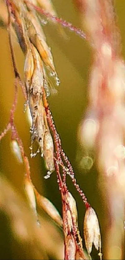 Close-up of golden plants with warm, blurred background.