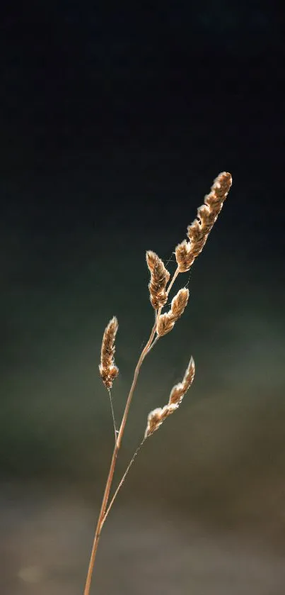 Elegant plant wallpaper with a blurred background.