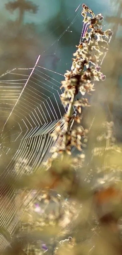 Spider web with wildflowers in sunlight.