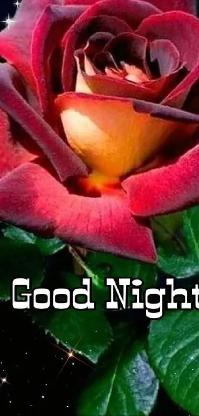 Elegant red rose on green leaves with a good night message.