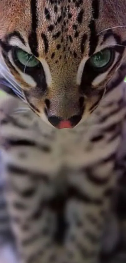 Close-up of a majestic ocelot, highlighting its beautiful markings.