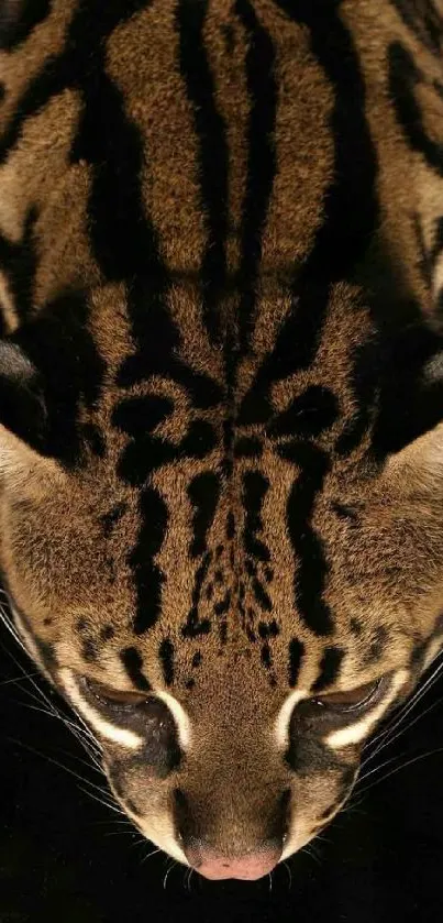 Close-up of an elegant ocelot with striking patterns on a dark background.