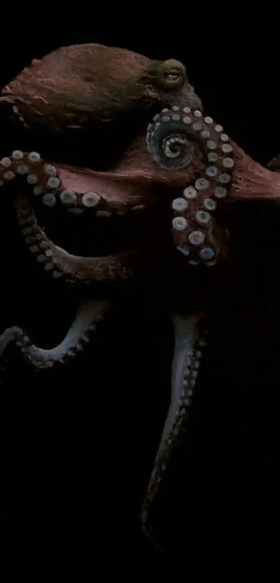 Dark themed octopus wallpaper highlighting its elegant tentacles.