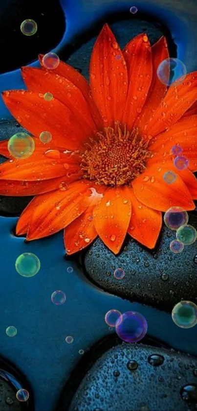 Orange flower on black stones with water droplets.