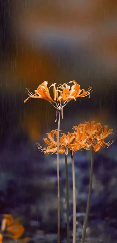 Elegant orange flowers in mystical soft lighting on mobile wallpaper.