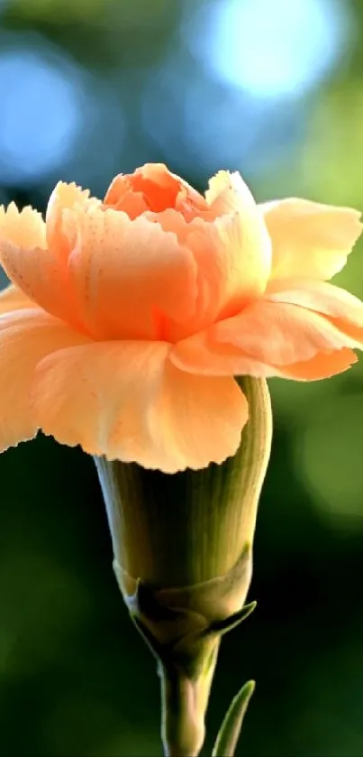 Elegant orange flower against a lush green background, perfect for mobile wallpaper.