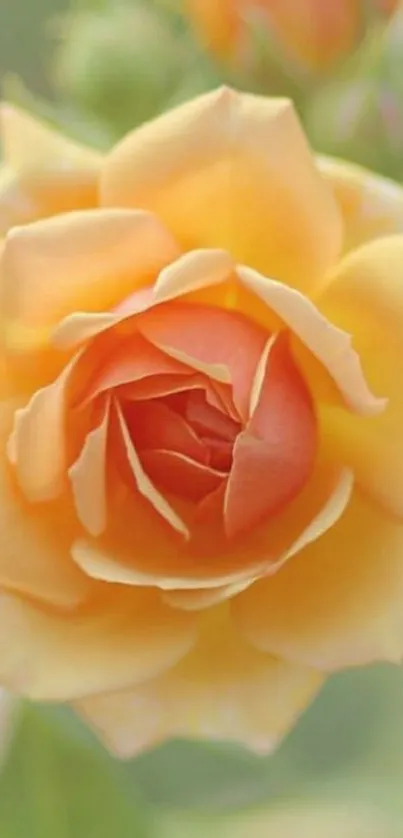 Orange rose bloom with soft focus background.